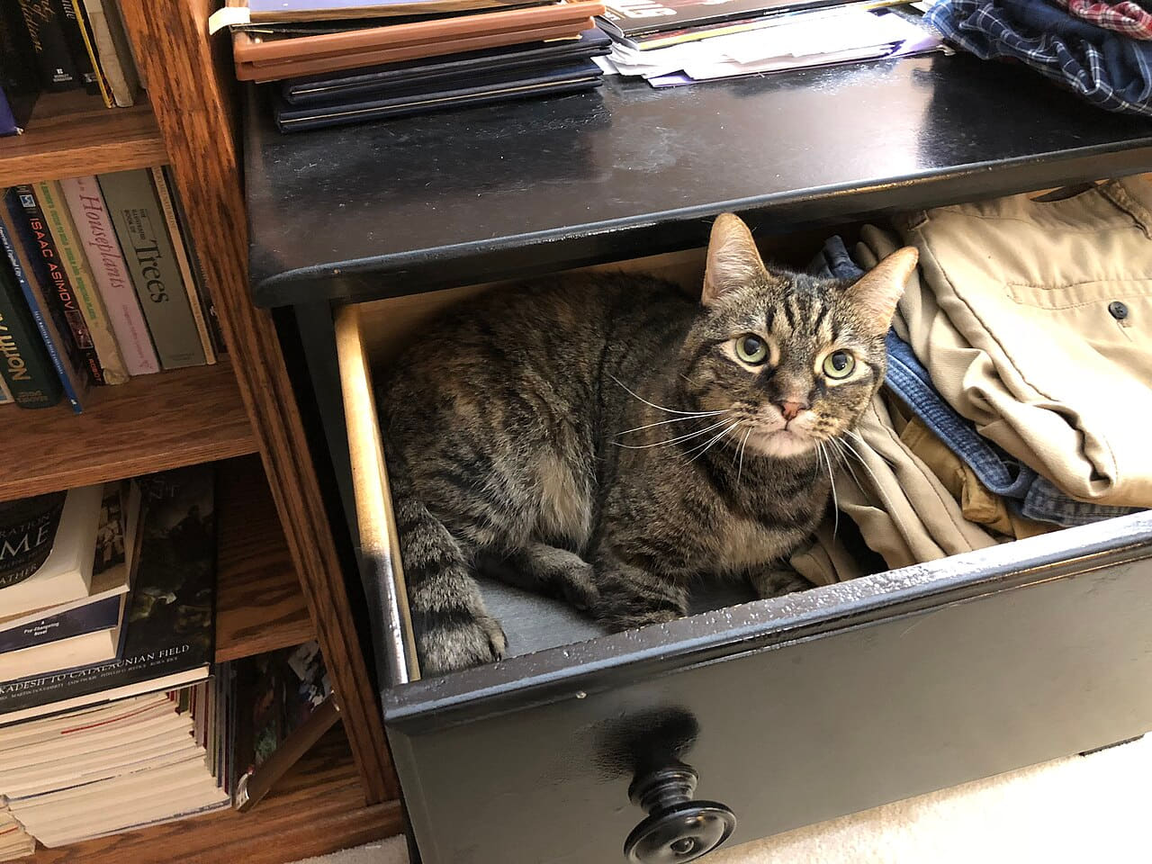 07-12 00 35 59 A tabby cat lying down in a dresser… wallpaper in near-black and charcoal tones, Full HD, 4:3 format for phone