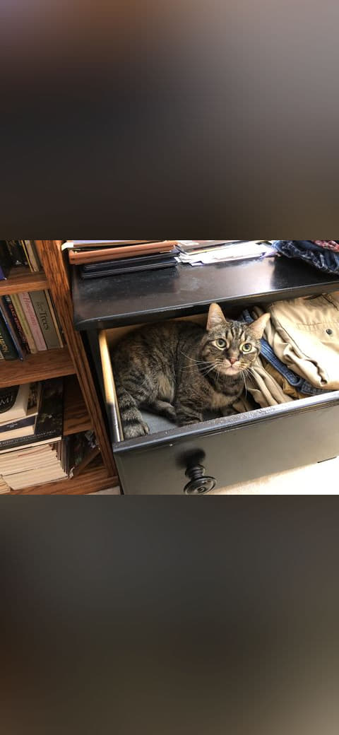 Fondo de pantalla 07-12 00 35 59 A tabby cat lying down in a dresser… en tonos near-black y charcoal, Full HD, formato 4:3 para móvil