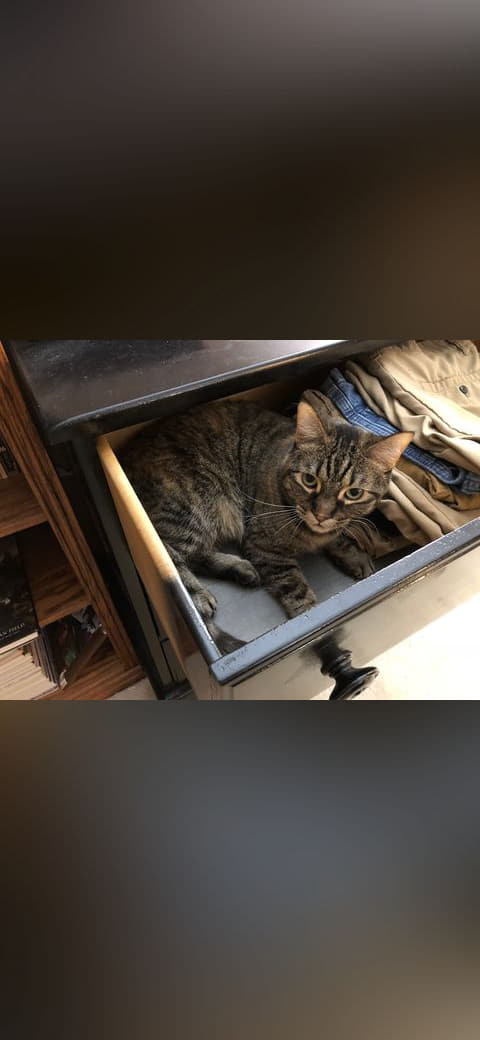 Fondo de pantalla 07-12 00 36 05 A tabby cat lying down in a dresser… en tonos near-black y charcoal, Full HD, formato 4:3 para móvil