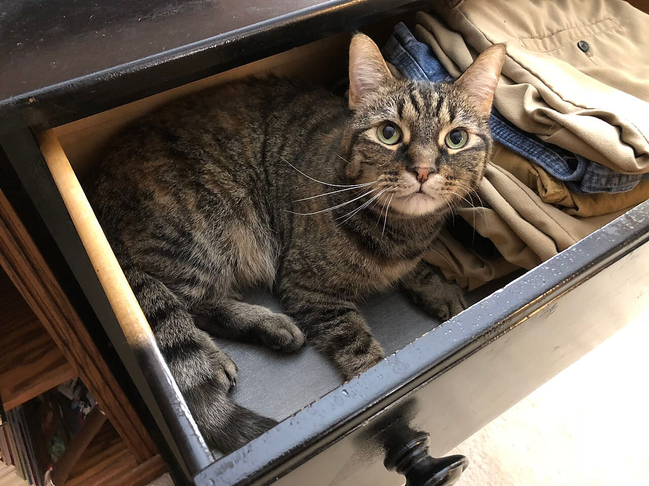 07-12 00 36 22 A tabby cat lying down in a dresser… wallpaper in near-black and charcoal tones, Full HD, 4:3 format for phone