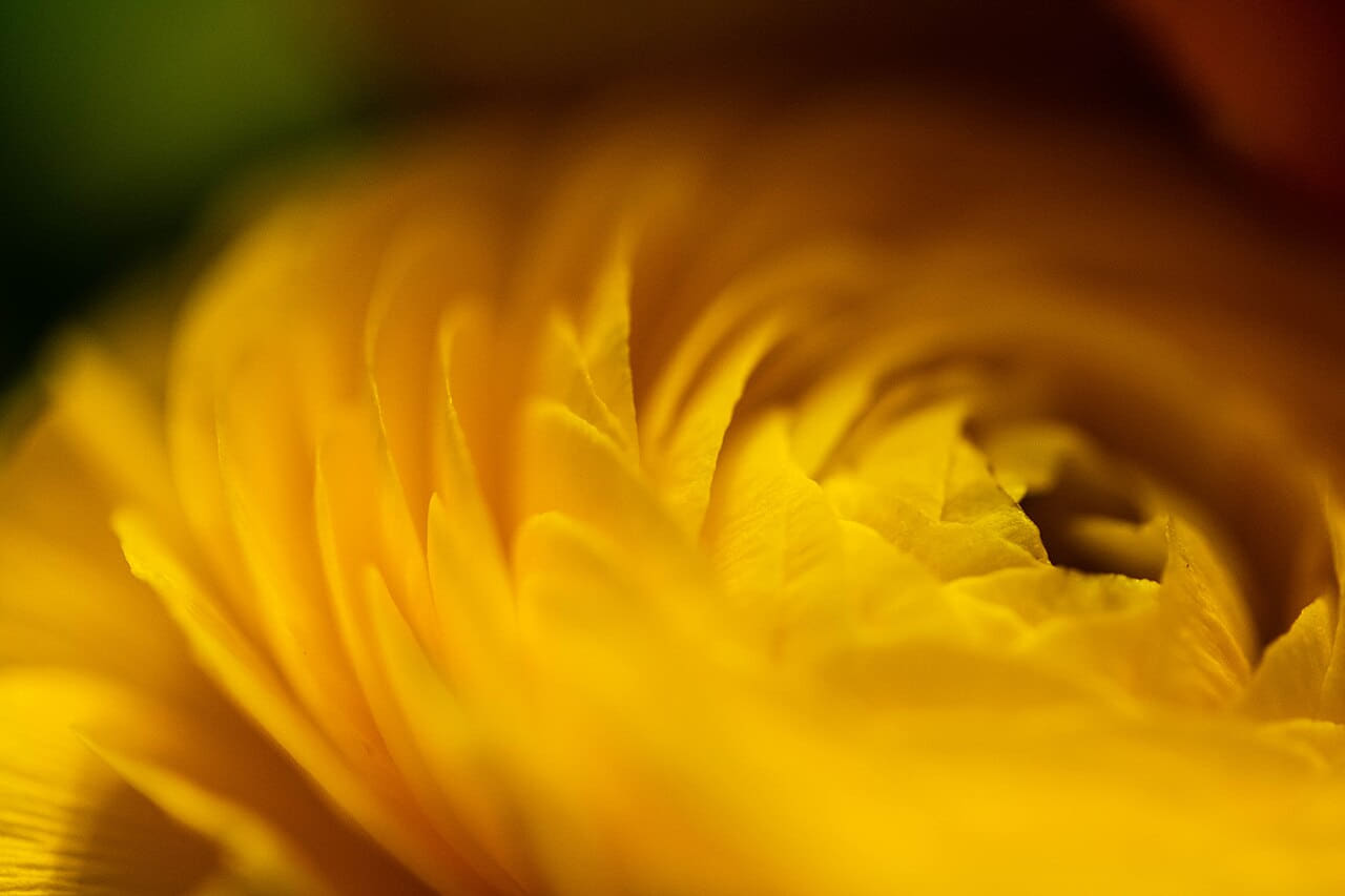 Fondo de pantalla 101 Petals en tonos amber y amber, Full HD, formato 4:3 para móvil
