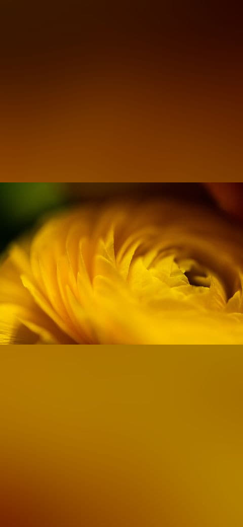 Fondo de pantalla 101 Petals en tonos amber y amber, Full HD, formato 4:3 para móvil