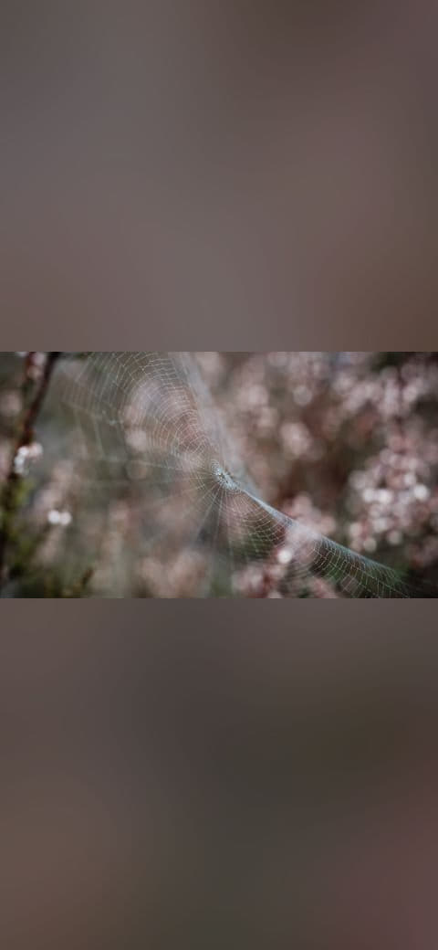 Fondo de pantalla 500px photo en tonos oliva y oliva, Full HD, formato 16:9 para móvil
