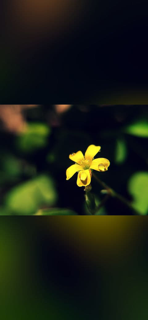 Fondo de pantalla A Macro shot en tonos near-black y near-black, Full HD, formato 4:3 para móvil
