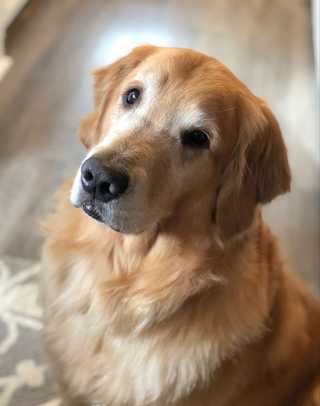 Fondo de pantalla A Portrait - Watson the Golden - Sit en tonos charcoal y sand, Full HD, formato 4:5 para móvil