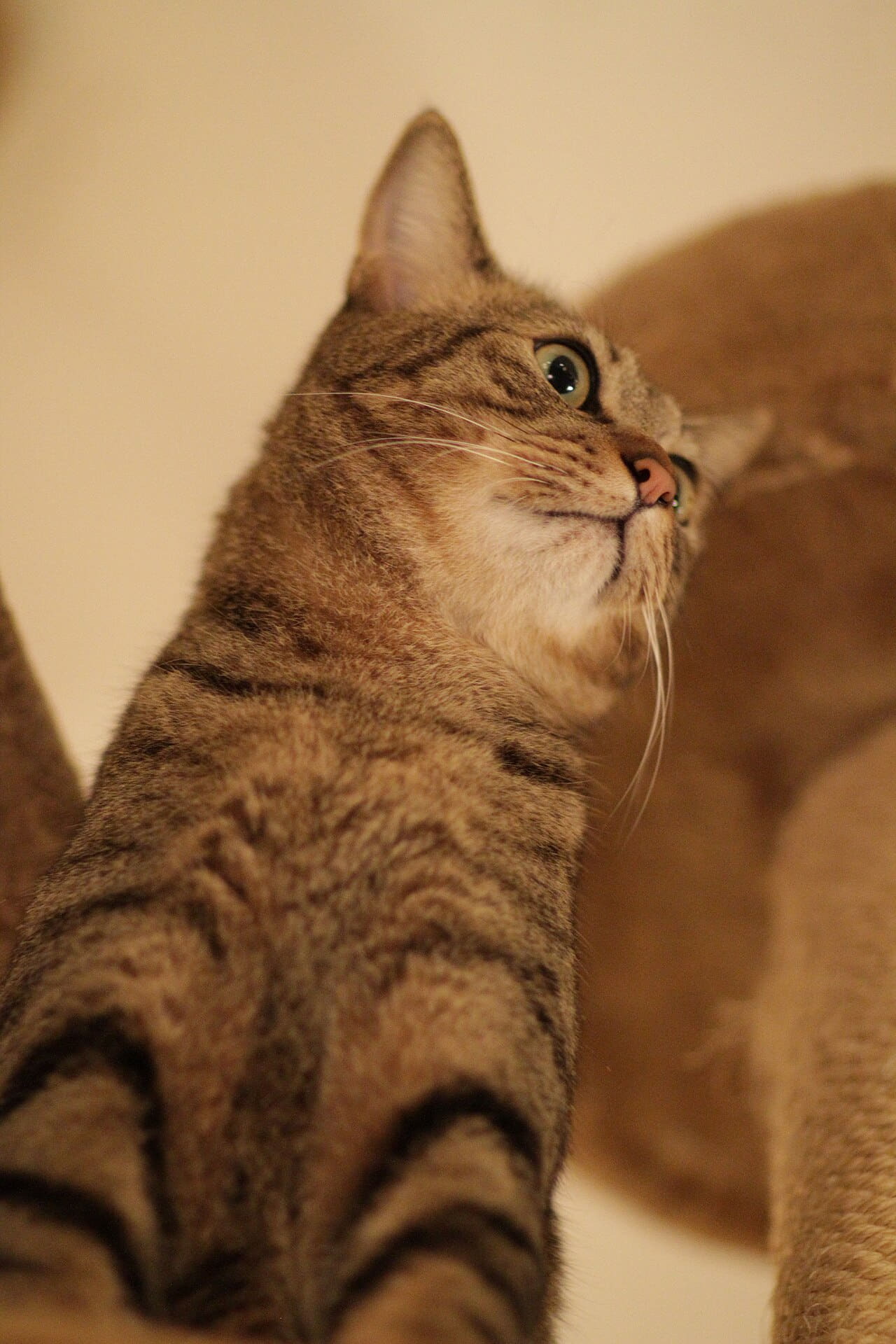 A tower cat in a cat tower wallpaper in charcoal and sand tones, Full HD, 3:4 format for phone