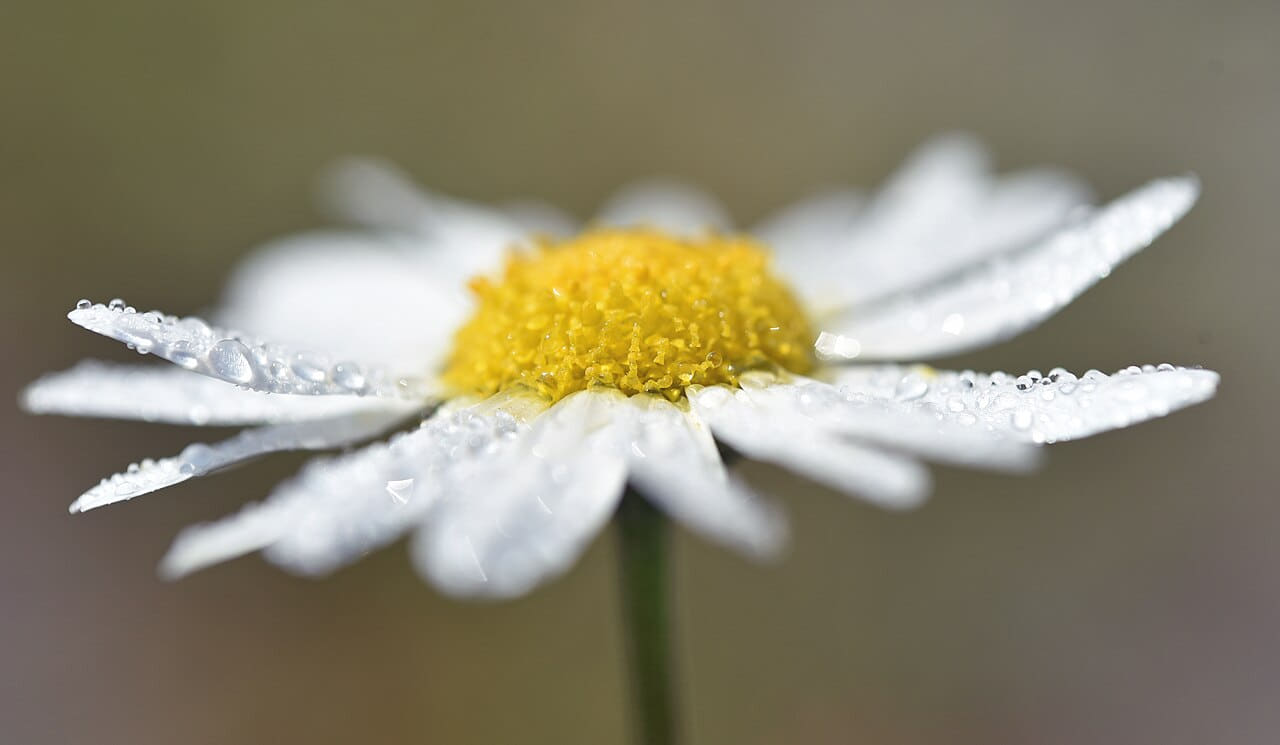 Fondo de pantalla A wet Chamomile flower en tonos oliva y oliva, Full HD, formato 16:9 para móvil