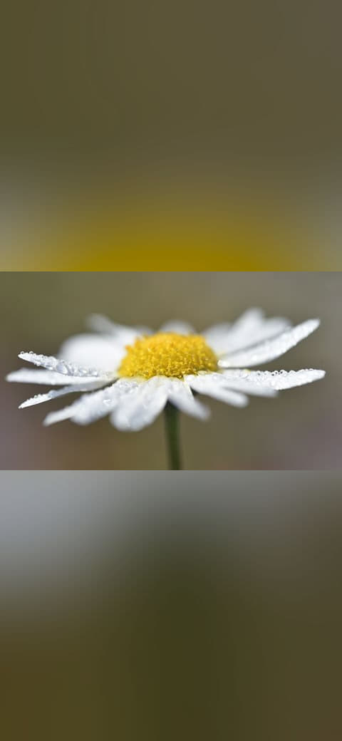 Fondo de pantalla A wet Chamomile flower en tonos oliva y oliva, Full HD, formato 16:9 para móvil
