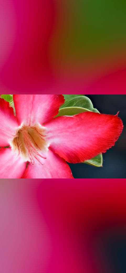Fondo de pantalla Adenium Obesum Flower Centre Petal Macro Mar22 D72… en tonos near-black y rose, Full HD, formato 4:3 para móvil