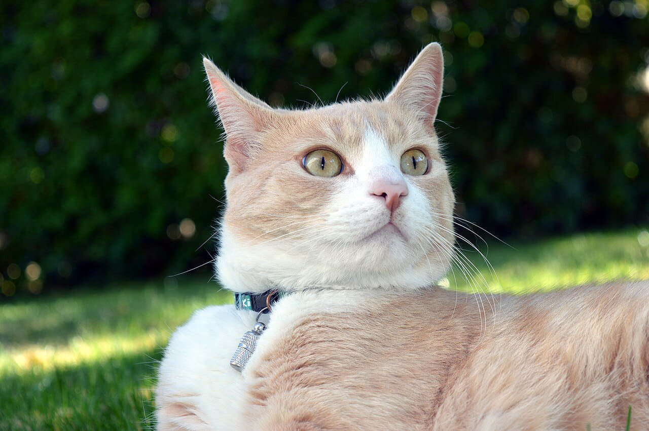 Fondo de pantalla Alerted Cat en tonos near-black y near-black, Full HD, formato 4:3 para móvil