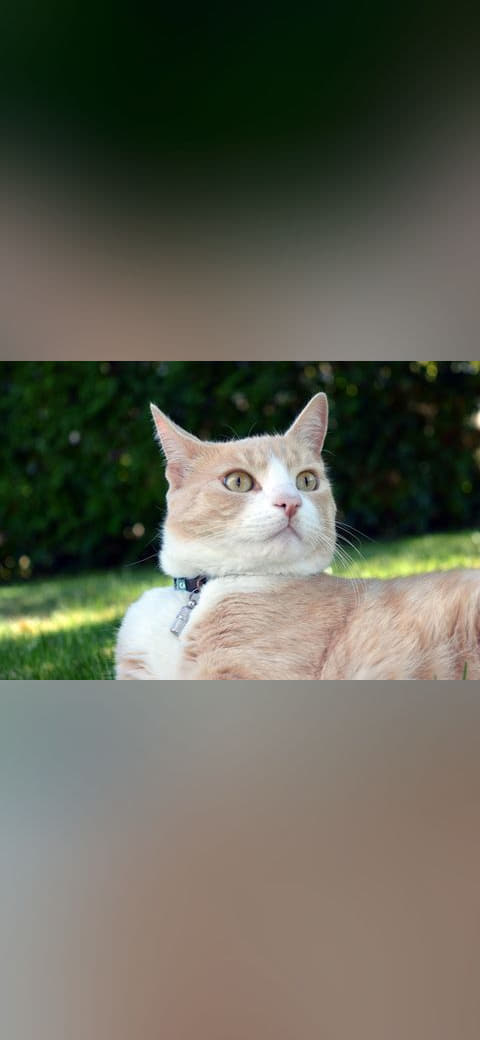 Alerted Cat wallpaper in near-black and near-black tones, Full HD, 4:3 format for phone