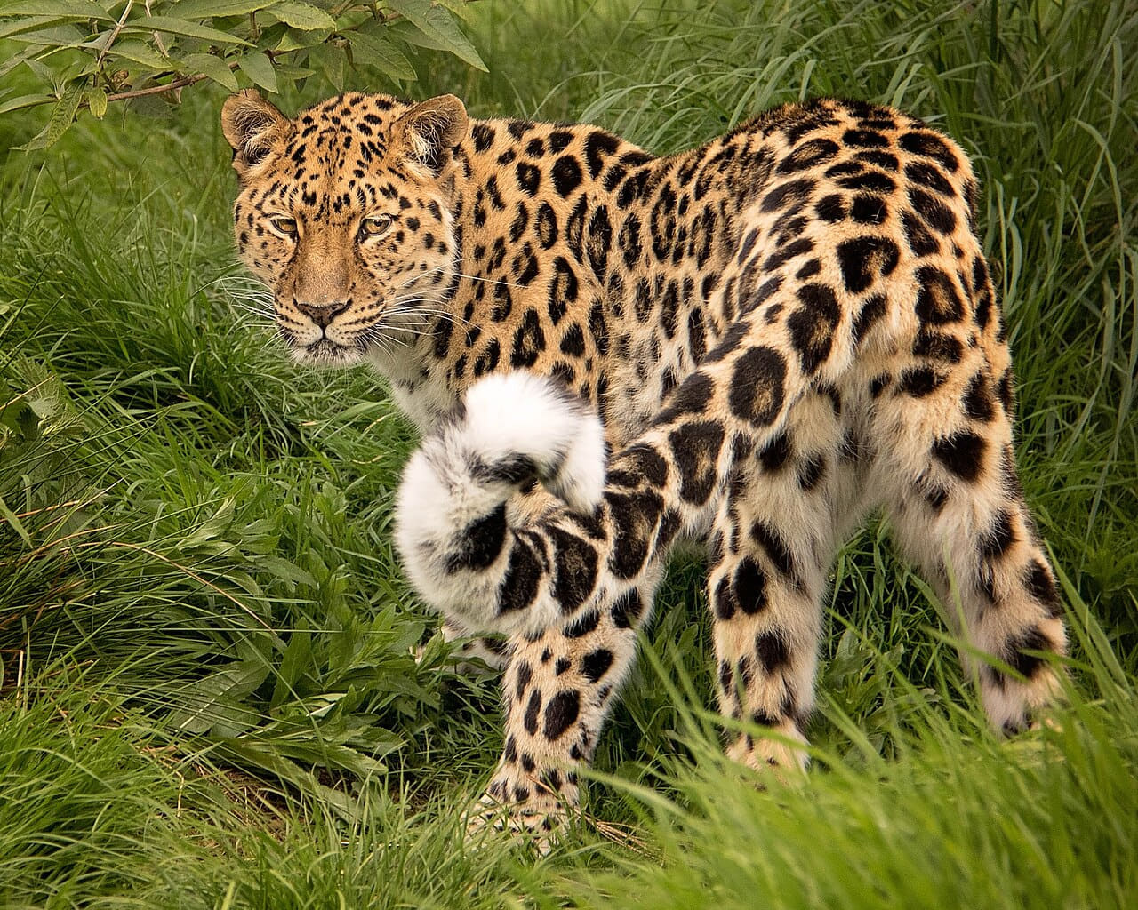Amur Leopard wallpaper in olive and charcoal tones, Full HD, 4:3 format for phone
