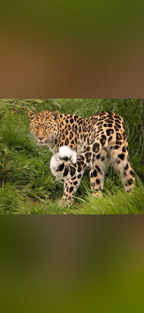 Amur Leopard wallpaper in olive and charcoal tones, Full HD, 4:3 format for phone