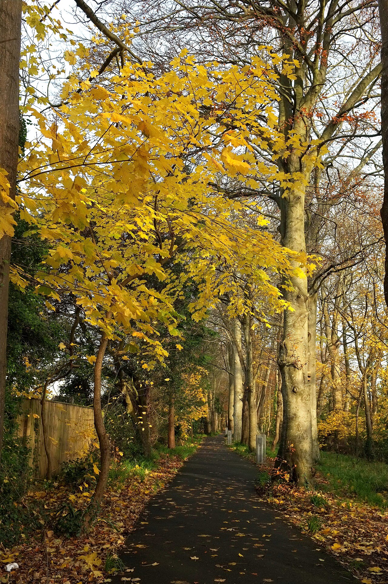 Fondo de pantalla Autumn leaves, cycle path near Shiphay 6332749 en tonos carbón y carbón, Full HD, formato 3:4 para PC