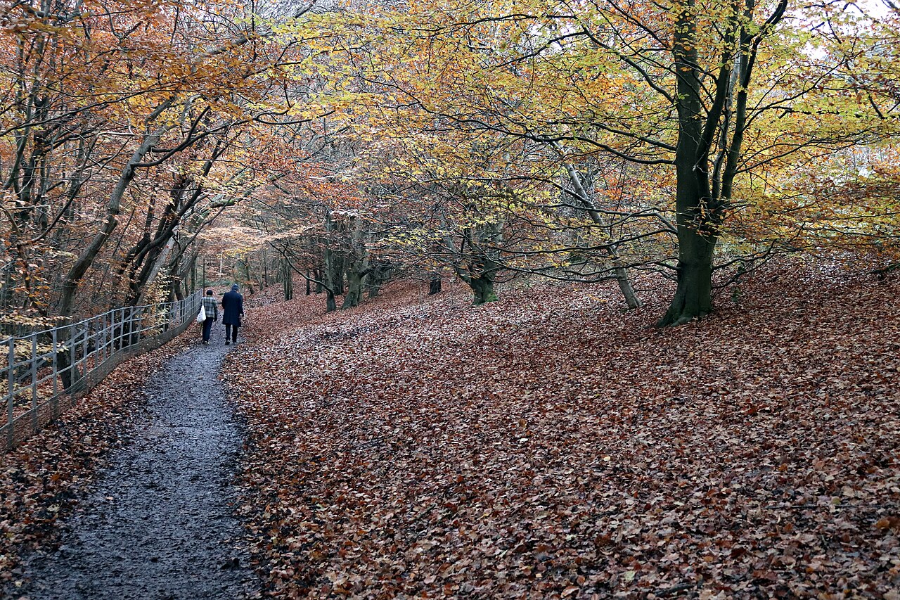 Fondo de pantalla Autumn leaves in Linn Park, Glasgow en tonos carbón y oliva, Full HD, formato 4:3 para PC