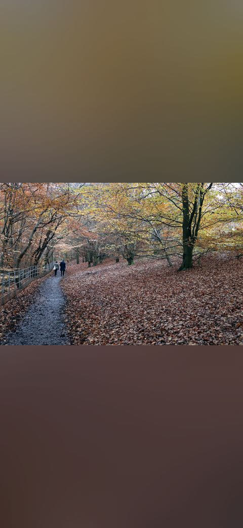 Fondo de pantalla Autumn leaves in Linn Park, Glasgow en tonos carbón y oliva, Full HD, formato 4:3 para PC