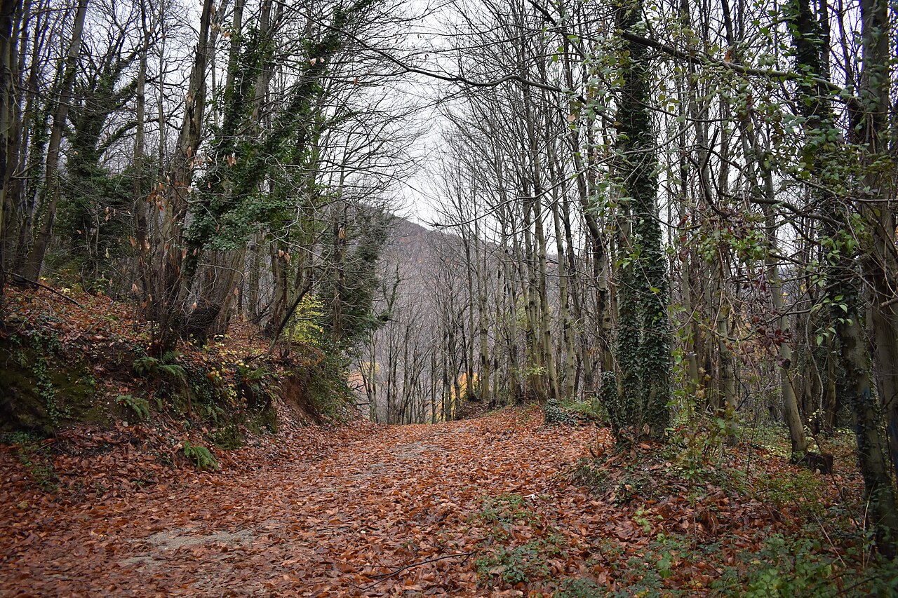 Fondo de pantalla Autumn leaves on a forest path in Greece en tonos carbón y carbón, Full HD, formato 4:3 para PC