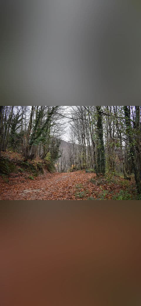 Fondo de pantalla Autumn leaves on a forest path in Greece en tonos carbón y carbón, Full HD, formato 4:3 para PC