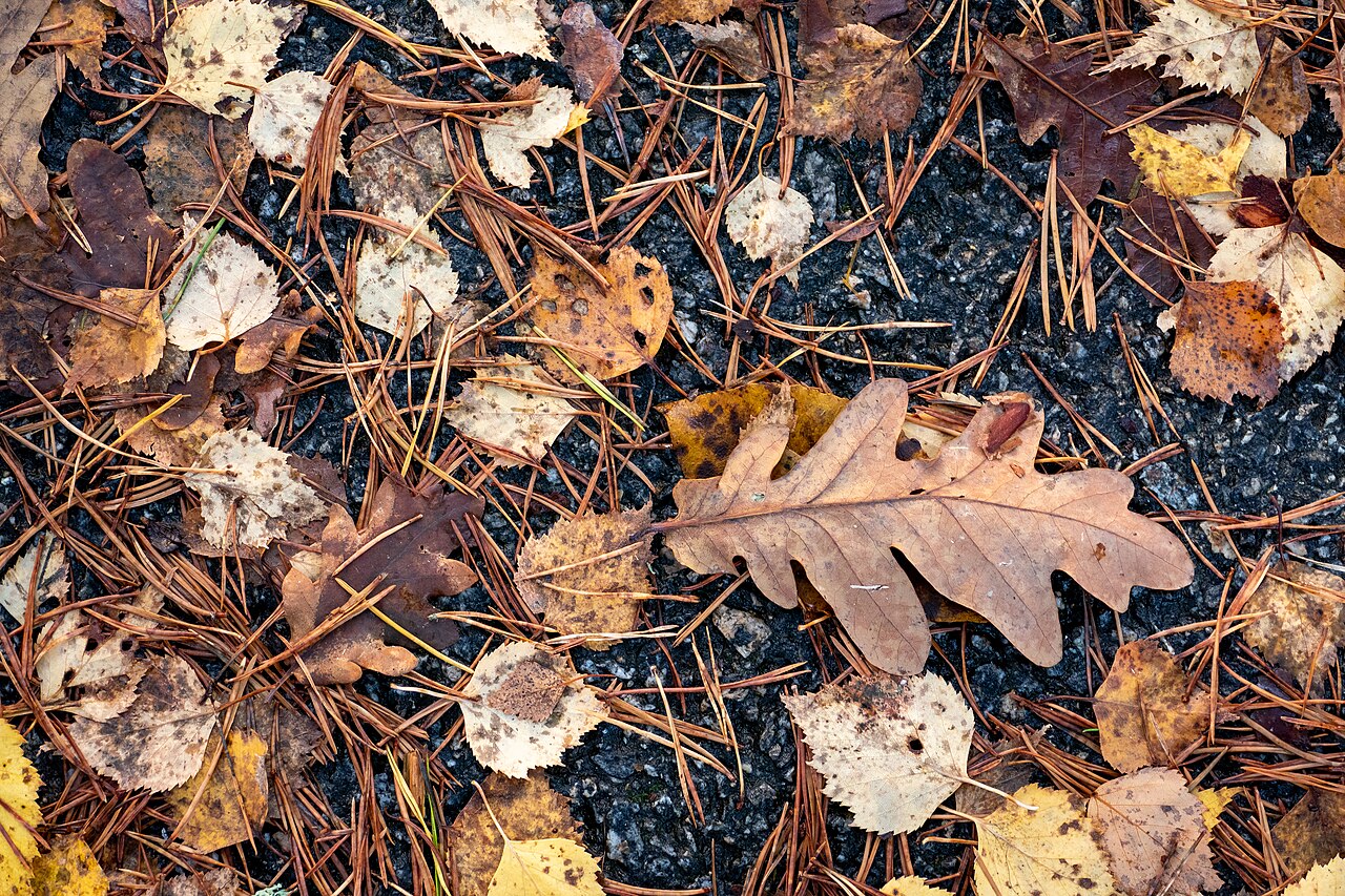 Fondo de pantalla Autumn leaves on a path in Tuntorp en tonos carbón y carbón, Full HD, formato 4:3 para PC