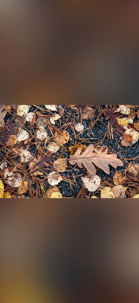 Fondo de pantalla Autumn leaves on a path in Tuntorp en tonos carbón y carbón, Full HD, formato 4:3 para PC