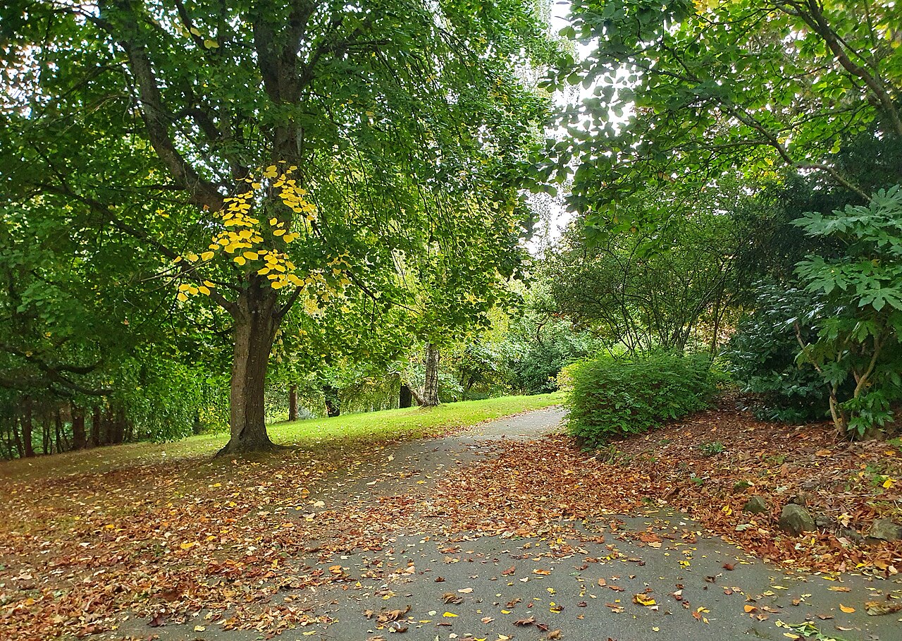 Fondo de pantalla Autumn leaves on path, Victoria Gardens, 2025 en tonos verde oscuro y verde oscuro, Full HD, formato 4:3 para PC