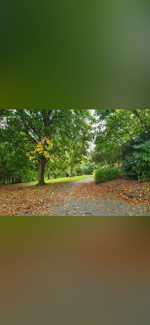 Fondo de pantalla Autumn leaves on path, Victoria Gardens, 2025 en tonos verde oscuro y verde oscuro, Full HD, formato 4:3 para PC