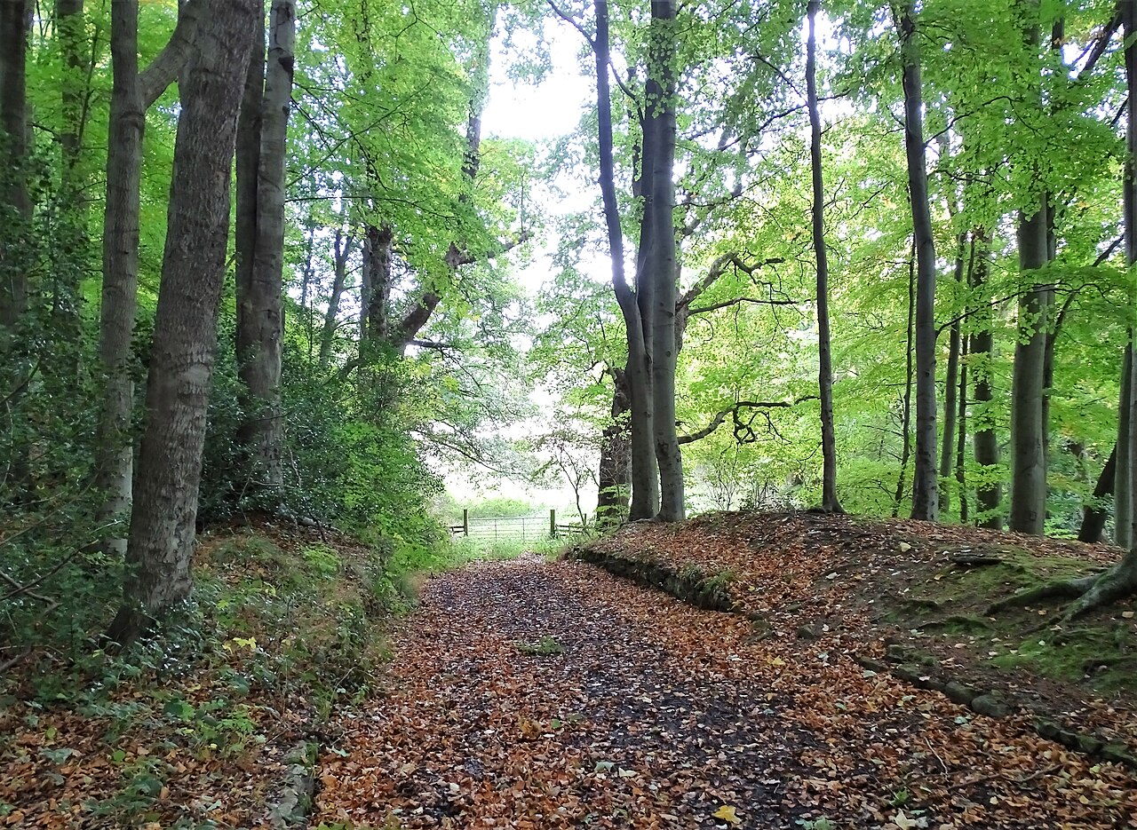 Fondo de pantalla Autumn leaves on the path - geograph.org.uk 7326132 en tonos carbón y oliva, Full HD, formato 4:3 para PC