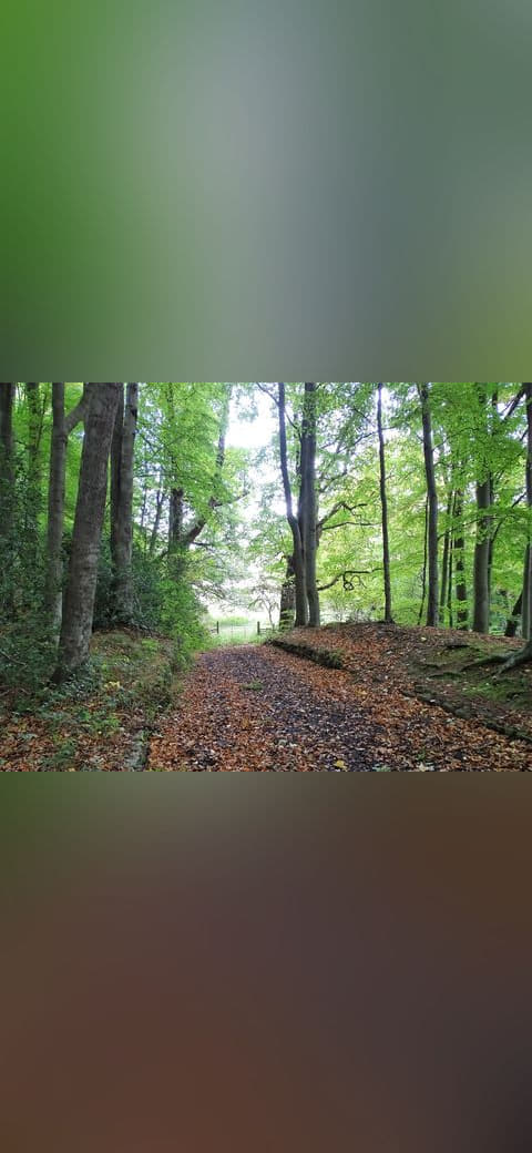 Fondo de pantalla Autumn leaves on the path - geograph.org.uk 7326132 en tonos carbón y oliva, Full HD, formato 4:3 para PC