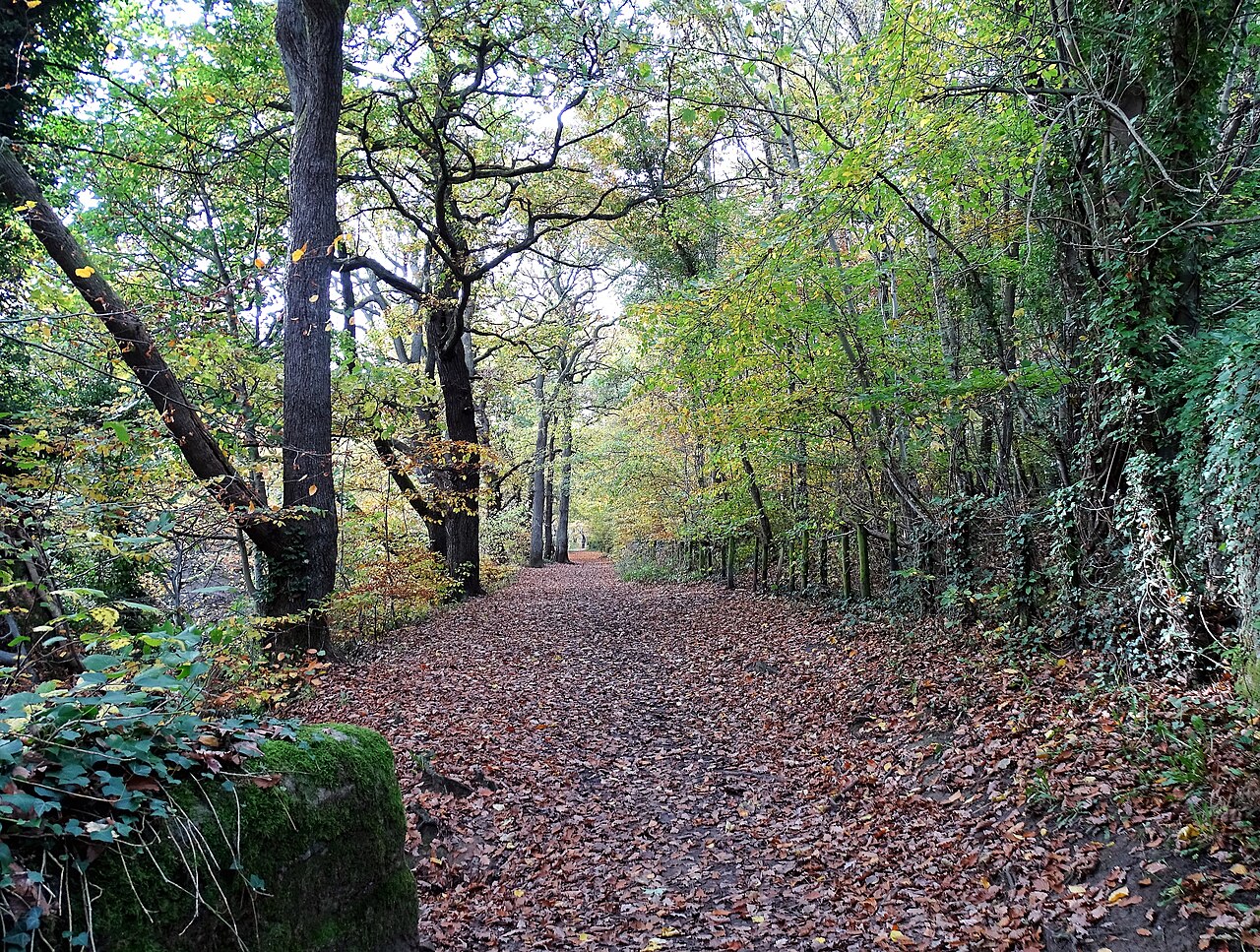 Fondo de pantalla Autumn leaves on the path - geograph.org.uk 7341629 en tonos oliva y carbón, Full HD, formato 4:3 para PC