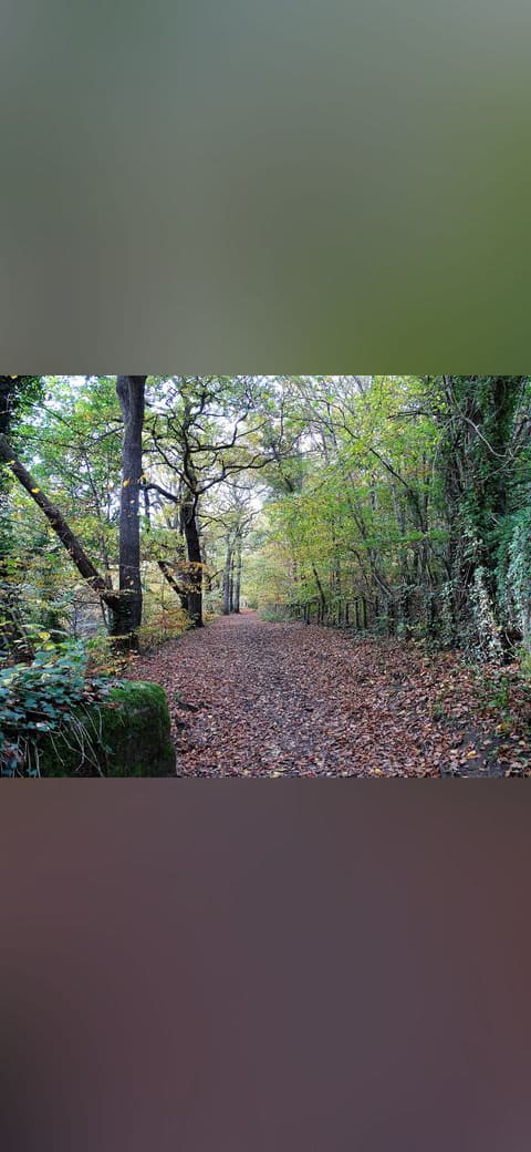 Fondo de pantalla Autumn leaves on the path - geograph.org.uk 7341629 en tonos oliva y carbón, Full HD, formato 4:3 para PC