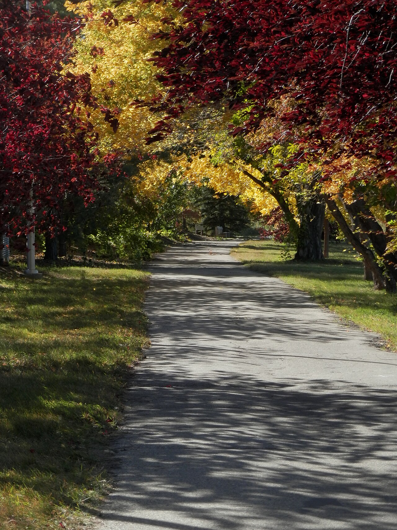 Fondo de pantalla Autumn Leaves - Saskatoon en tonos casi negro y carbón, Full HD, formato 3:4 para PC