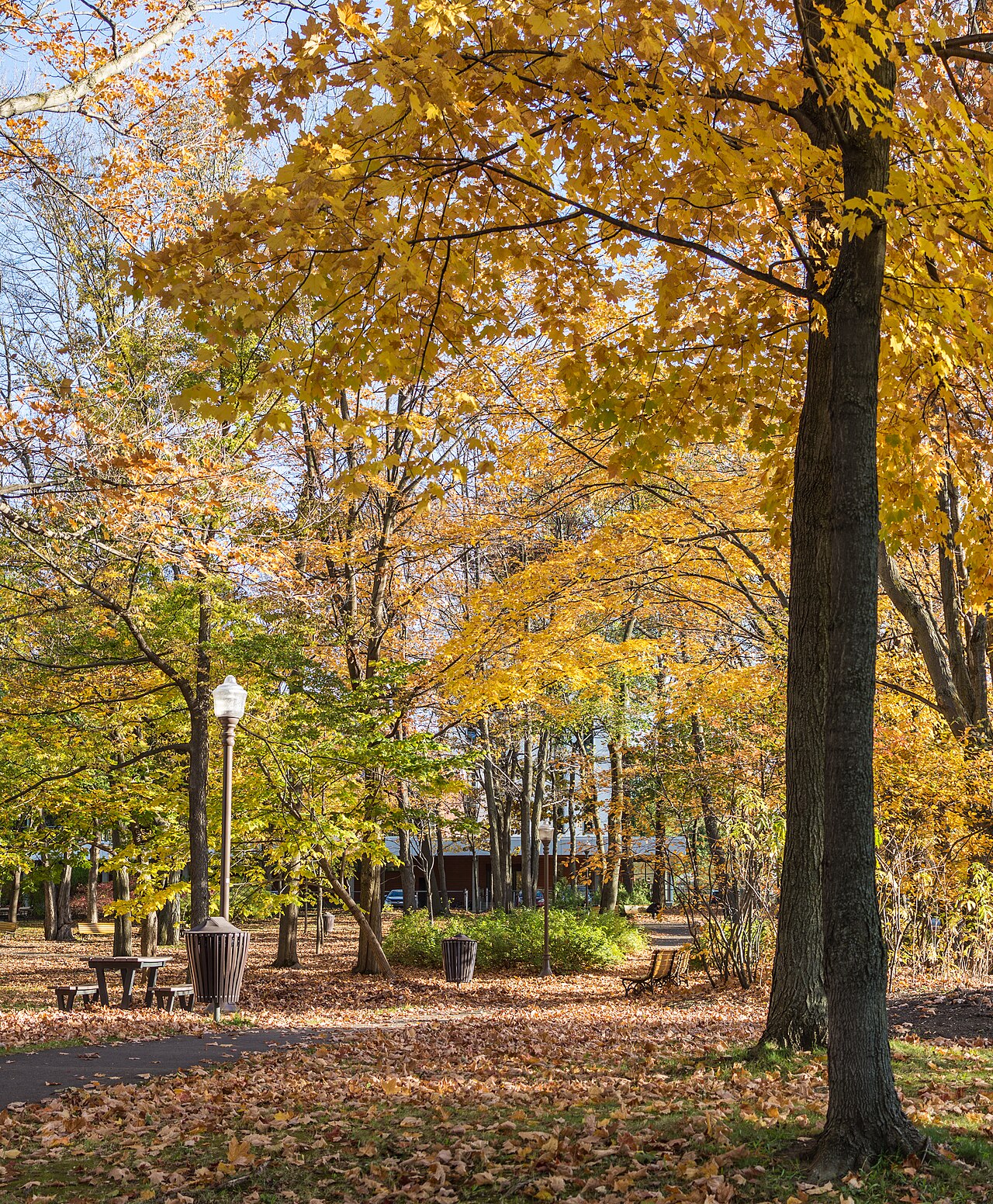 Fondo de pantalla Autumn park in Quebec City en tonos oliva y oliva, Full HD, formato 4:5 para PC