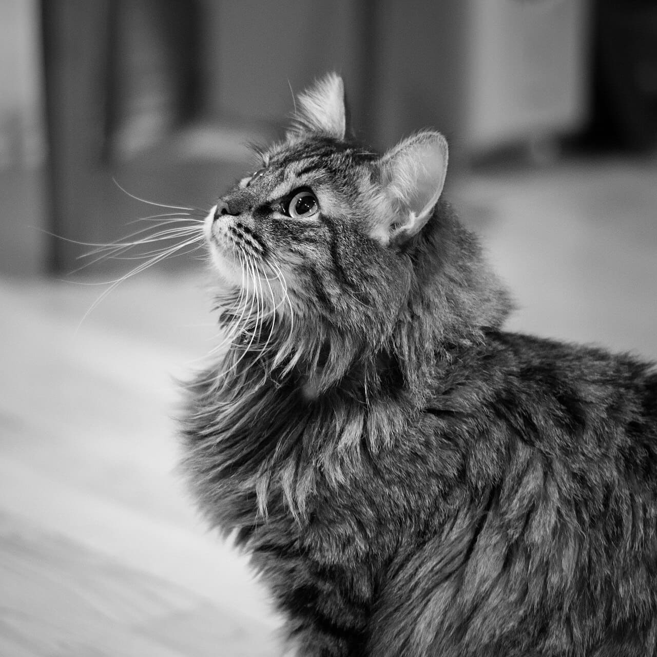 B&W Cat wallpaper in charcoal and olive tones, Full HD, 1:1 format for phone