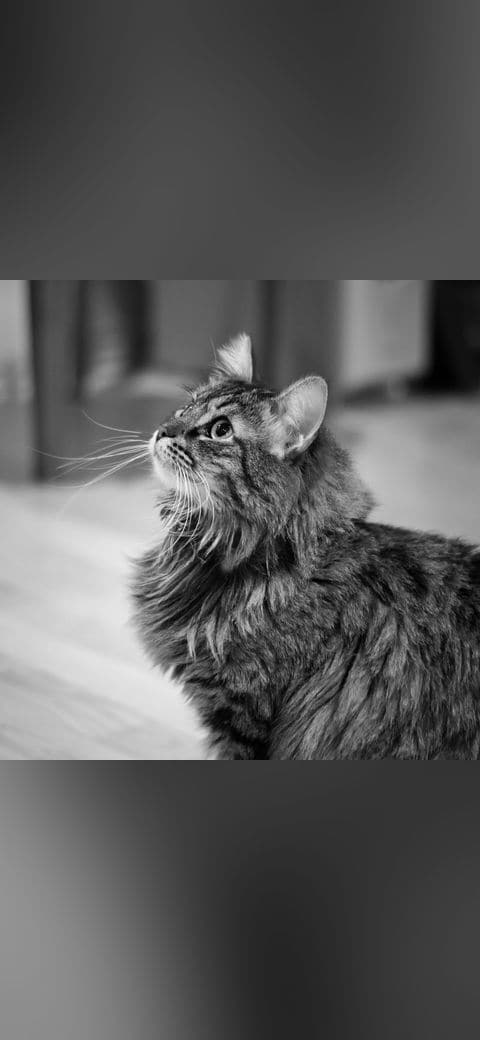 B&W Cat wallpaper in charcoal and olive tones, Full HD, 1:1 format for phone