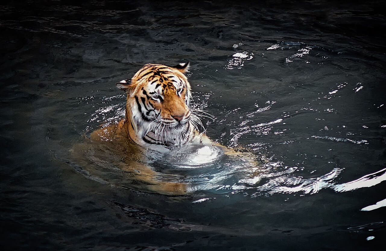 Fondo de pantalla Bengal Tiger in Water en tonos casi negro y carbón, Full HD, formato 4:3 para móvil