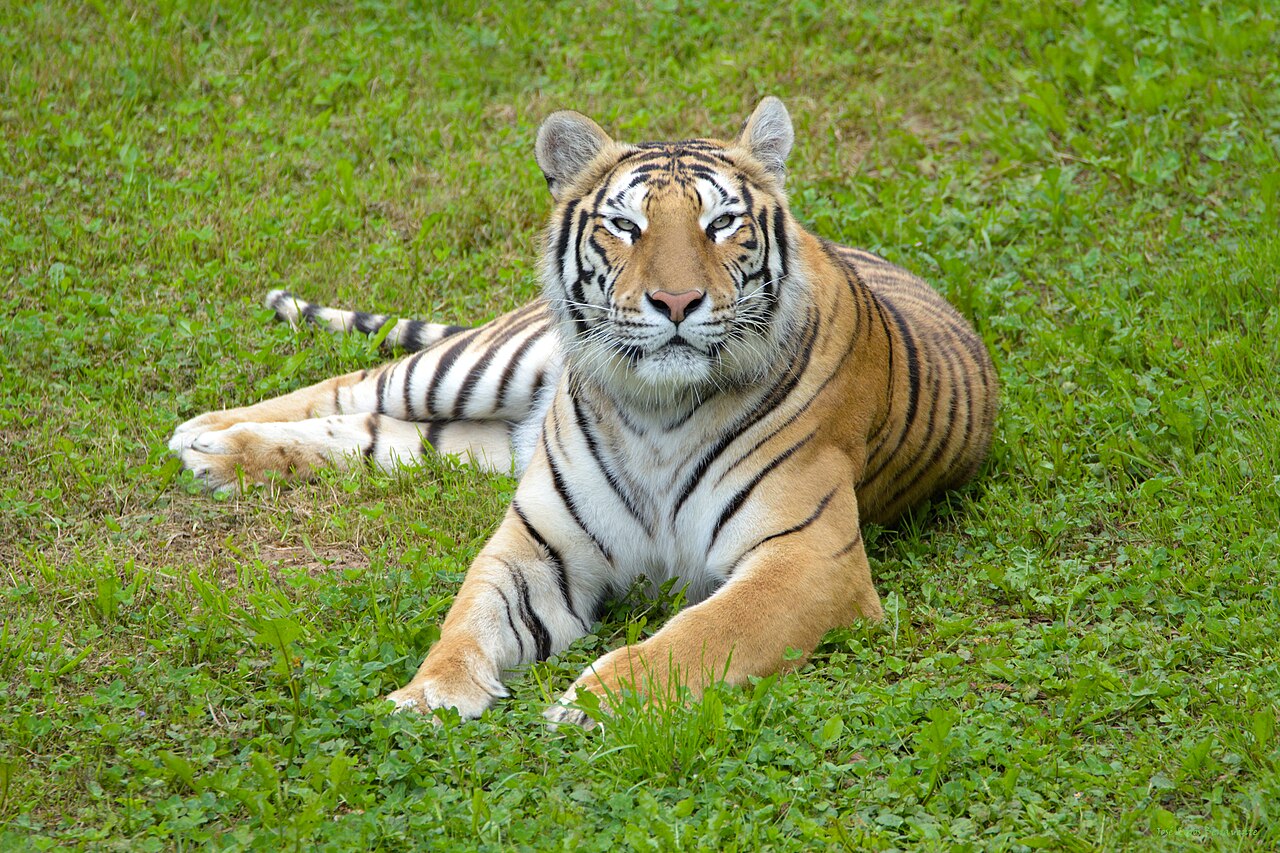 Fondo de pantalla Bengal tiger looking at the camera en tonos oliva y pizarra, Full HD, formato 4:3 para móvil