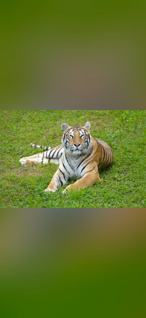 Fondo de pantalla Bengal tiger looking at the camera en tonos oliva y pizarra, Full HD, formato 4:3 para móvil
