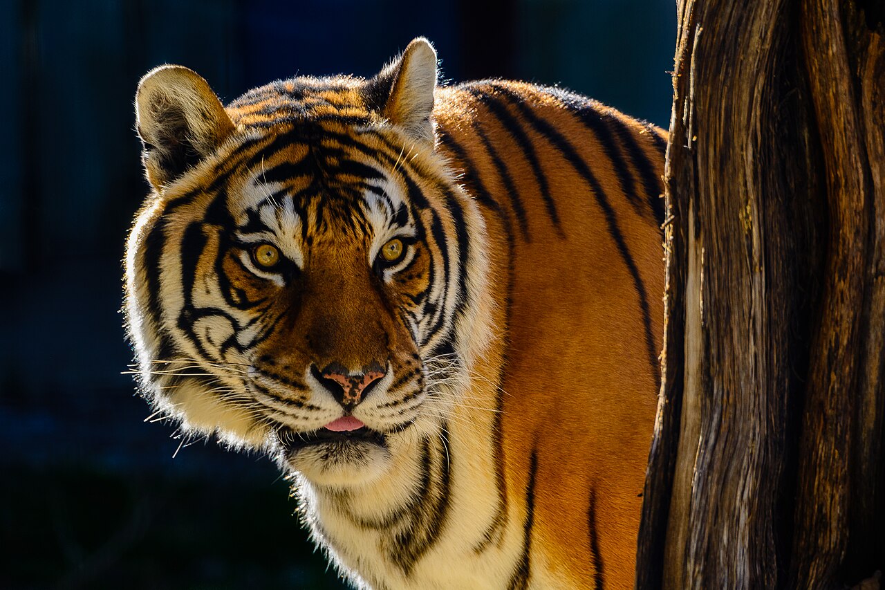 Fondo de pantalla Bengal Tiger Portrait en tonos casi negro y casi negro, Full HD, formato 4:3 para móvil