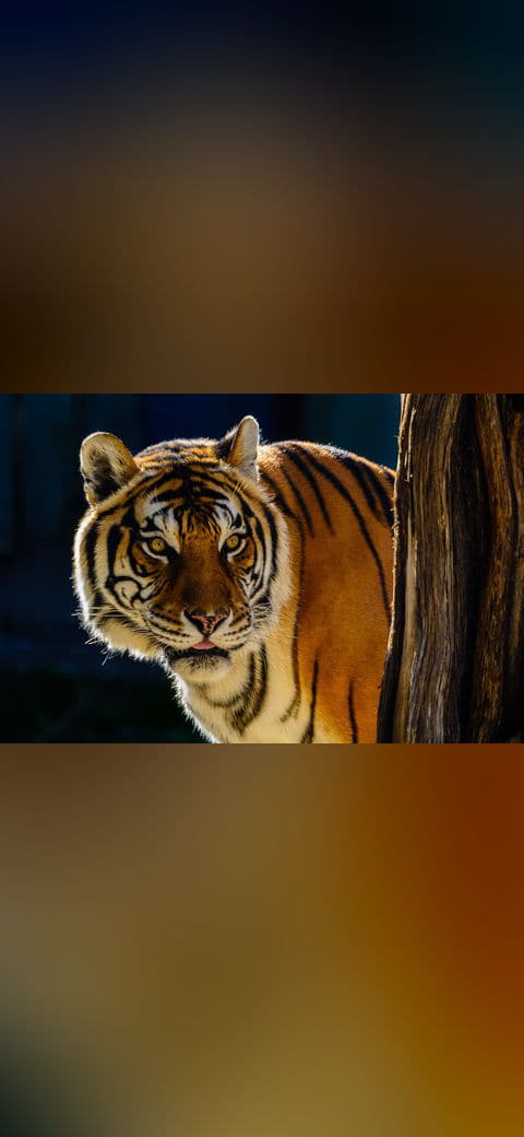 Fondo de pantalla Bengal Tiger Portrait en tonos casi negro y casi negro, Full HD, formato 4:3 para móvil