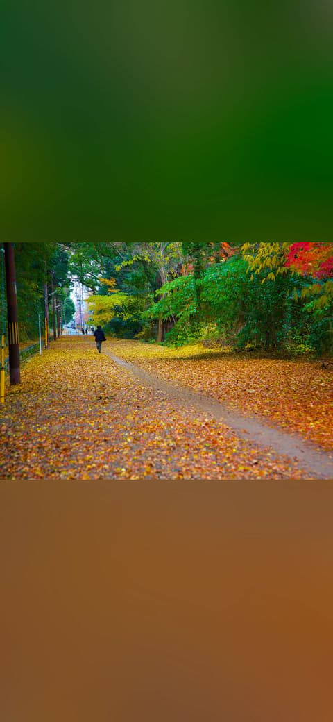 Fondo de pantalla Bicycle and walking path in Kyoto covered in autumn… en tonos rosa y oliva, Full HD, formato 4:3 para PC