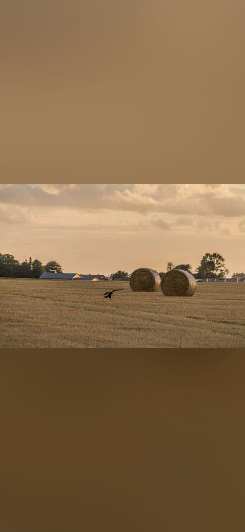 Bird of prey and rolls wallpaper in olive and sand tones, Full HD, 4:3 format for phone