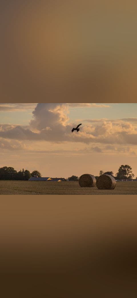 Bird of prey and rolls 2 wallpaper in slate and sand tones, Full HD, 4:3 format for phone