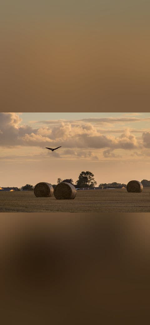 Bird of prey and rolls 3 wallpaper in sand and charcoal tones, Full HD, 4:3 format for phone