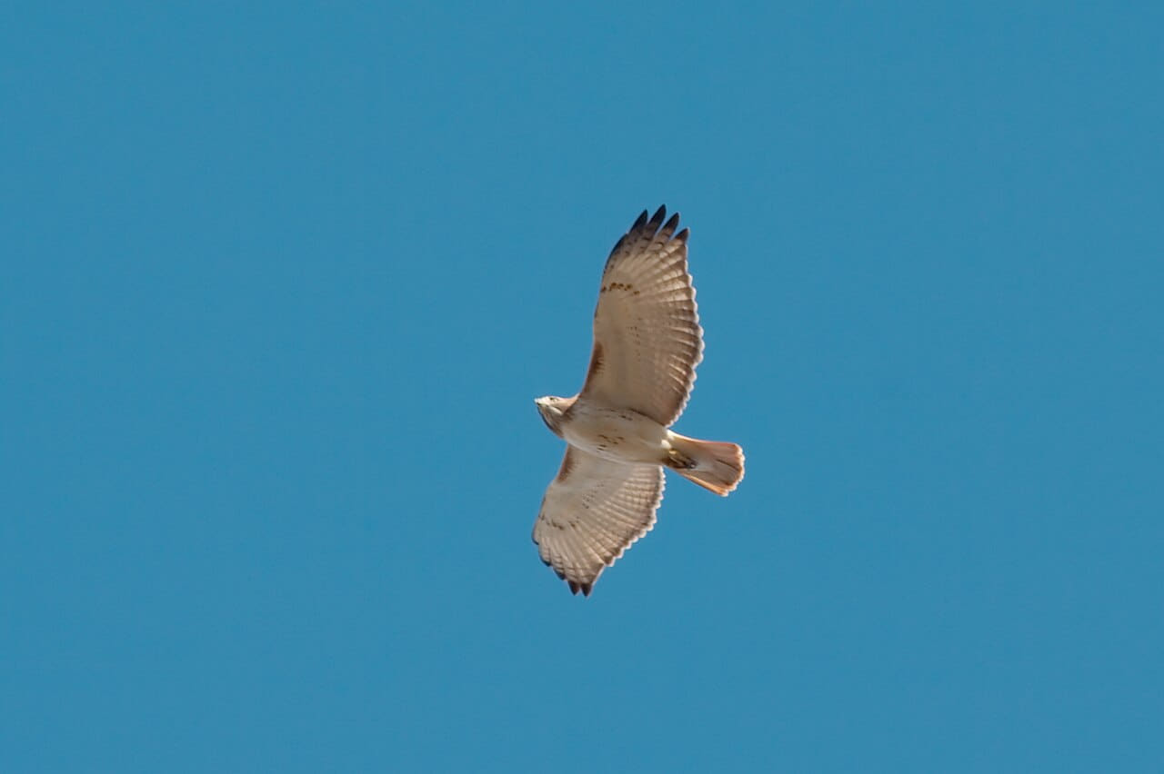 Bird of prey img 2420 wallpaper in steel blue and steel blue tones, Full HD, 4:3 format for phone