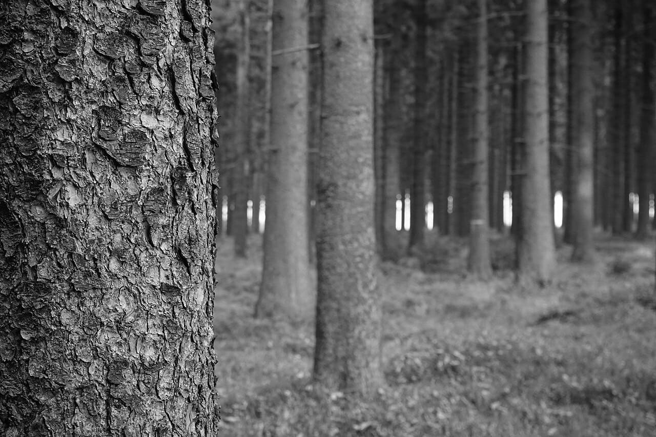 Black And White Forest wallpaper in olive and slate tones, Full HD, 4:3 format for phone