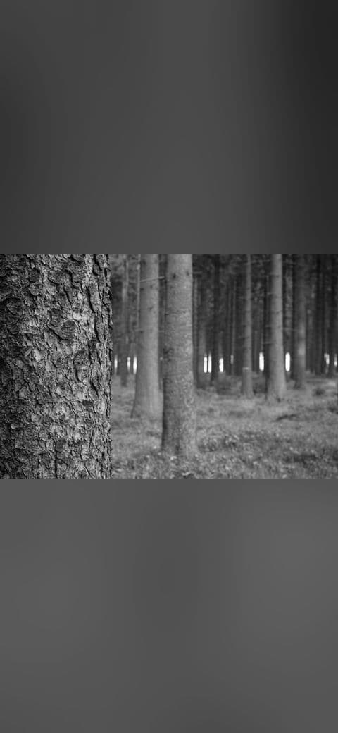 Black And White Forest wallpaper in olive and slate tones, Full HD, 4:3 format for phone