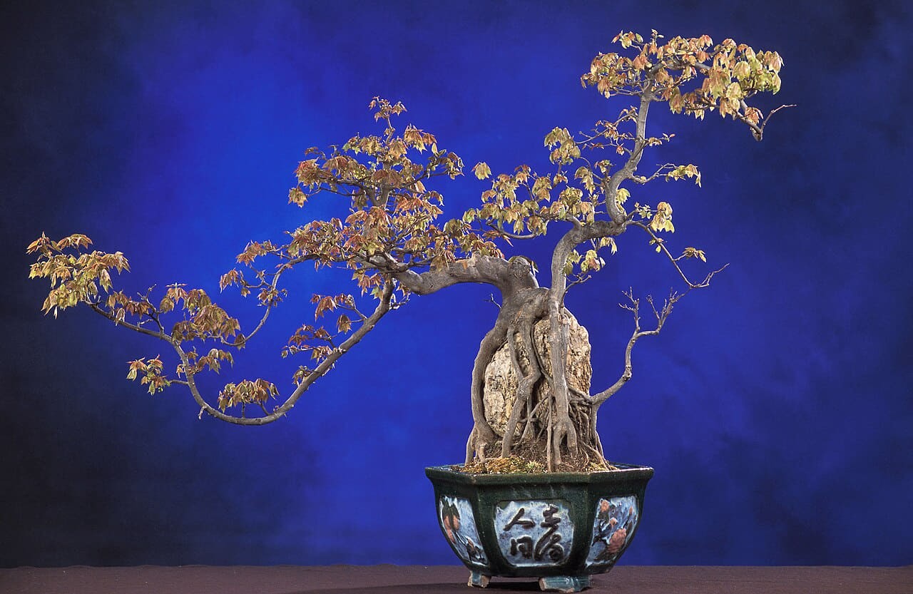 BonsaiTridentMaple wallpaper in midnight blue and midnight blue tones, Full HD, 4:3 format for phone