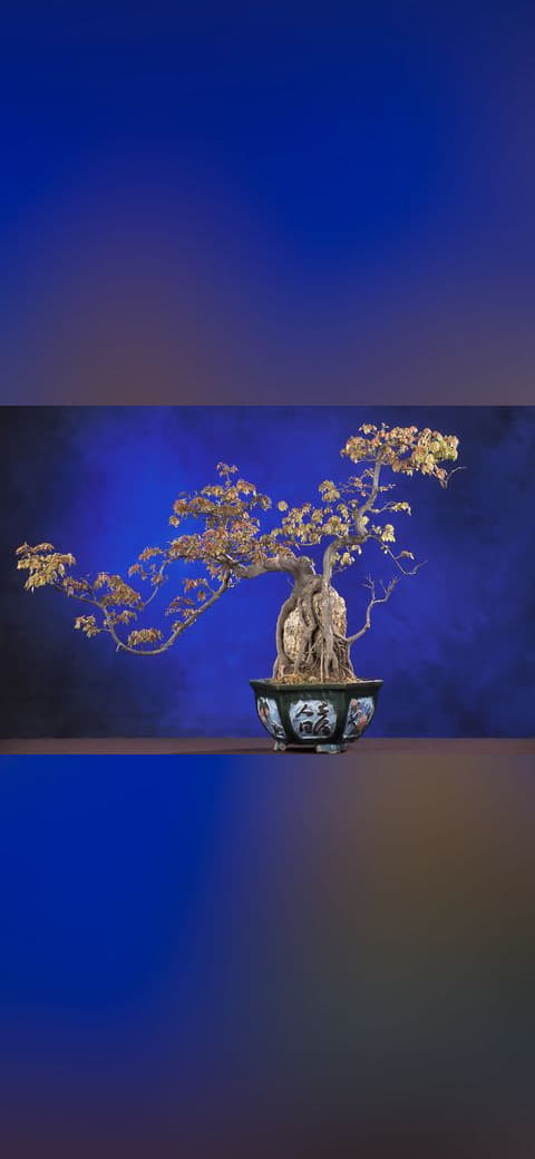 Fondo de pantalla BonsaiTridentMaple en tonos azul noche y azul noche, Full HD, formato 4:3 para móvil