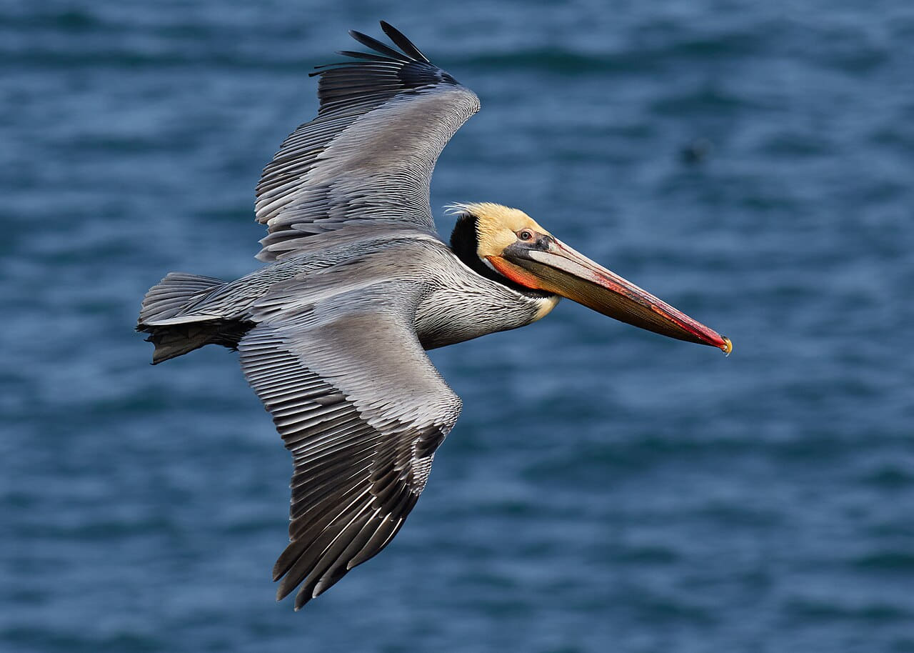 Brown pelican in flight wallpaper in steel blue and deep green tones, Full HD, 4:3 format for phone