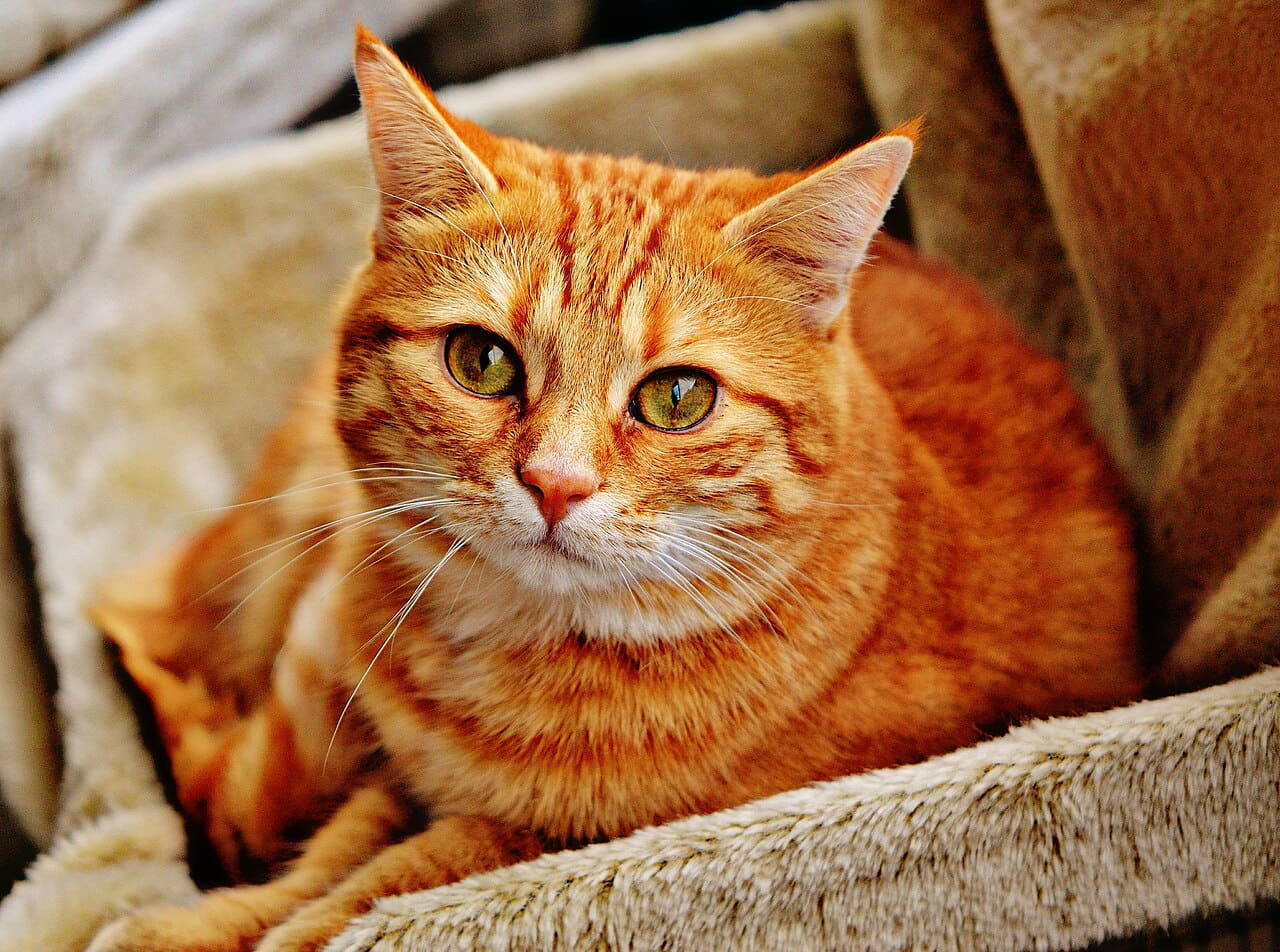 Fondo de pantalla Cat-1046544 en tonos sand y slate, Full HD, formato 4:3 para móvil
